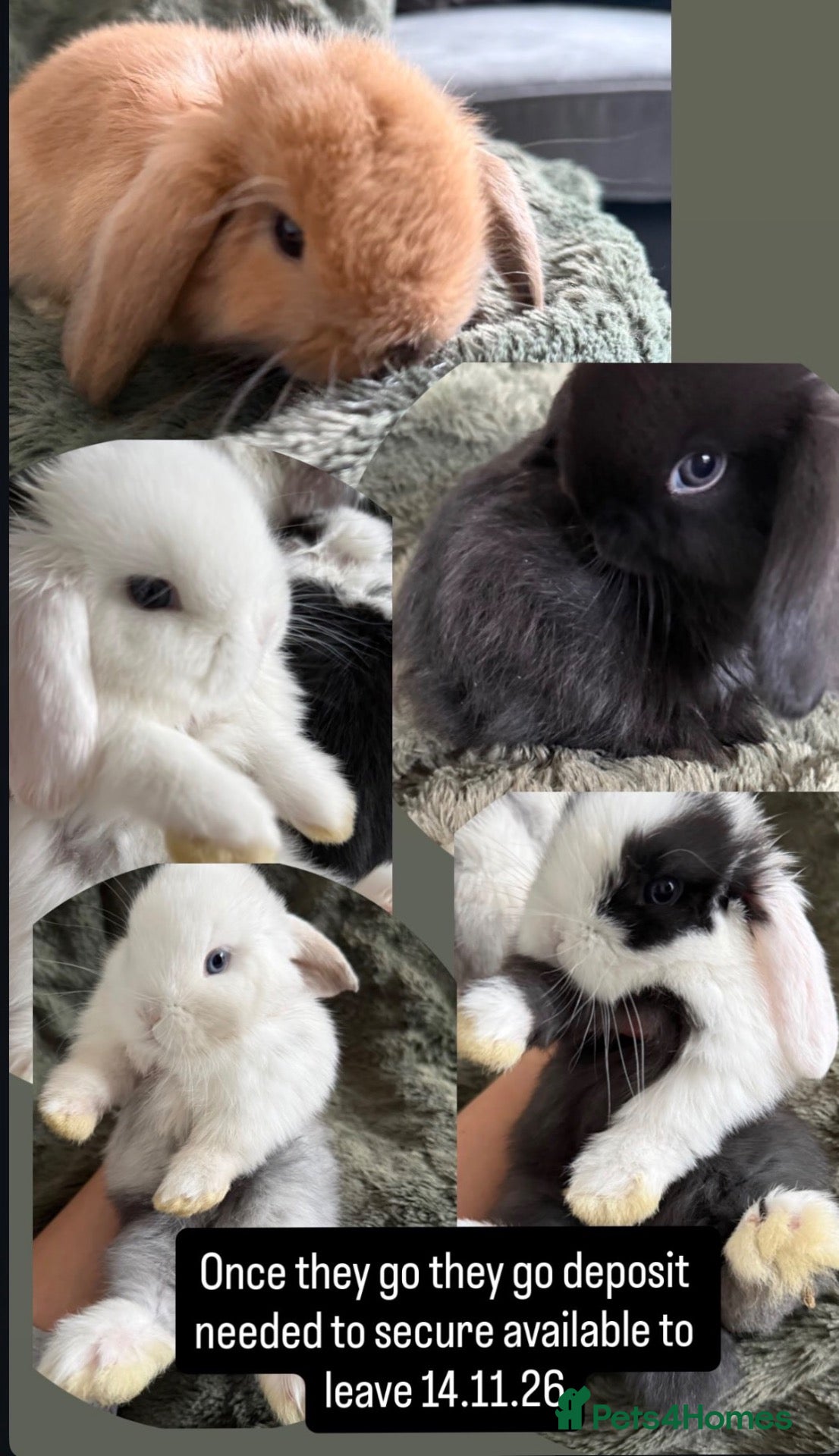 Mini Lop rabbits for sale: Beautiful Mini Lops to reserve  - Advert 1