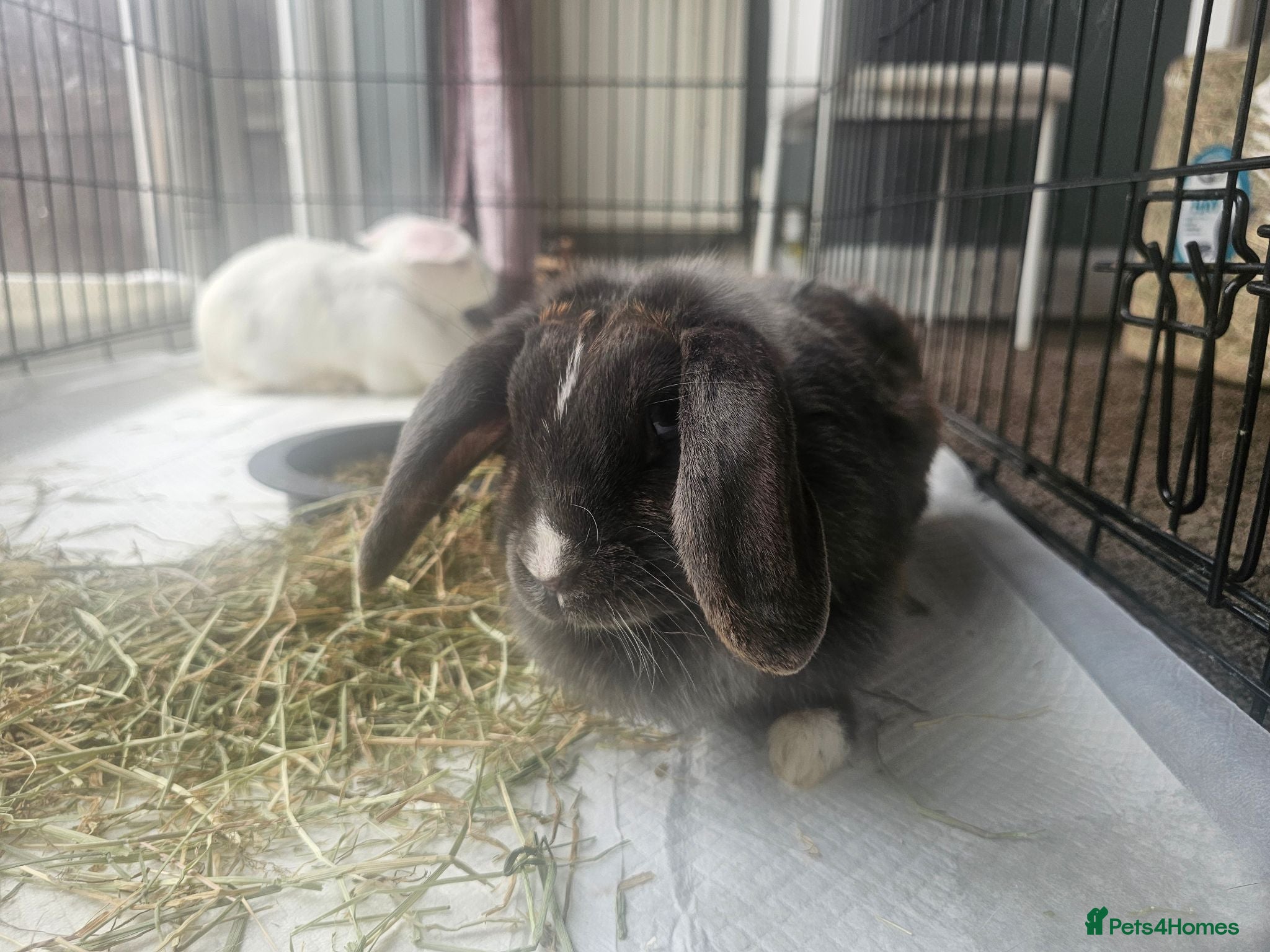 Mixed Breed rabbits 2 female rabbits for sale - Advert 2