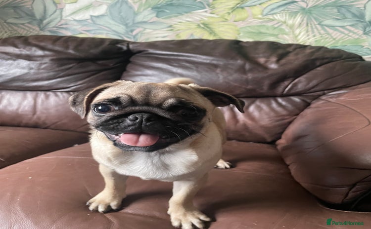 Pug dogs - Advert 6