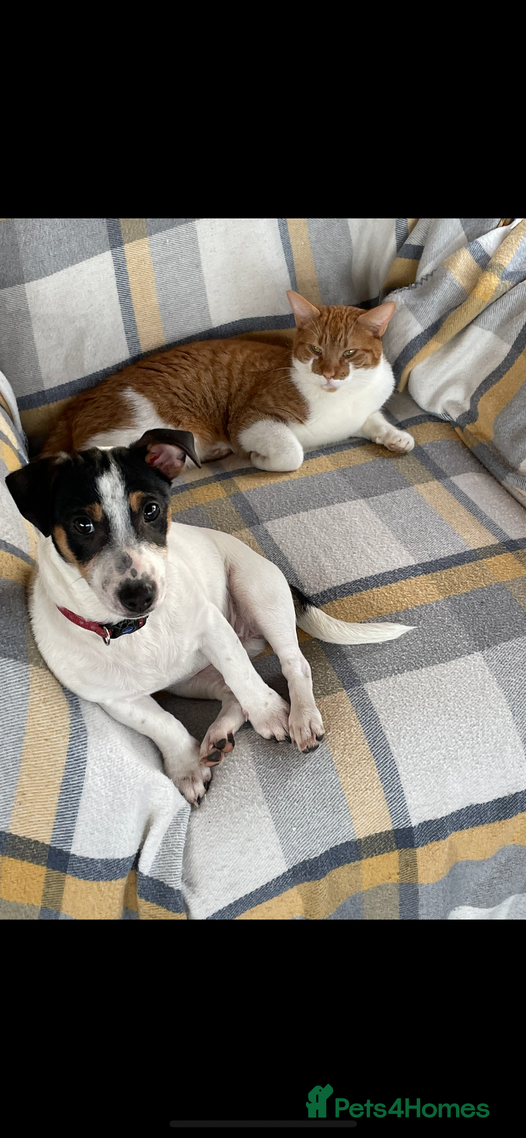 Jack Russell dogs for sale: Pure Jack Russell Puppies for sale  - Image 8