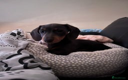 Miniature Dachshund dogs for sale: Miniature dachshund female puppy - Image 2