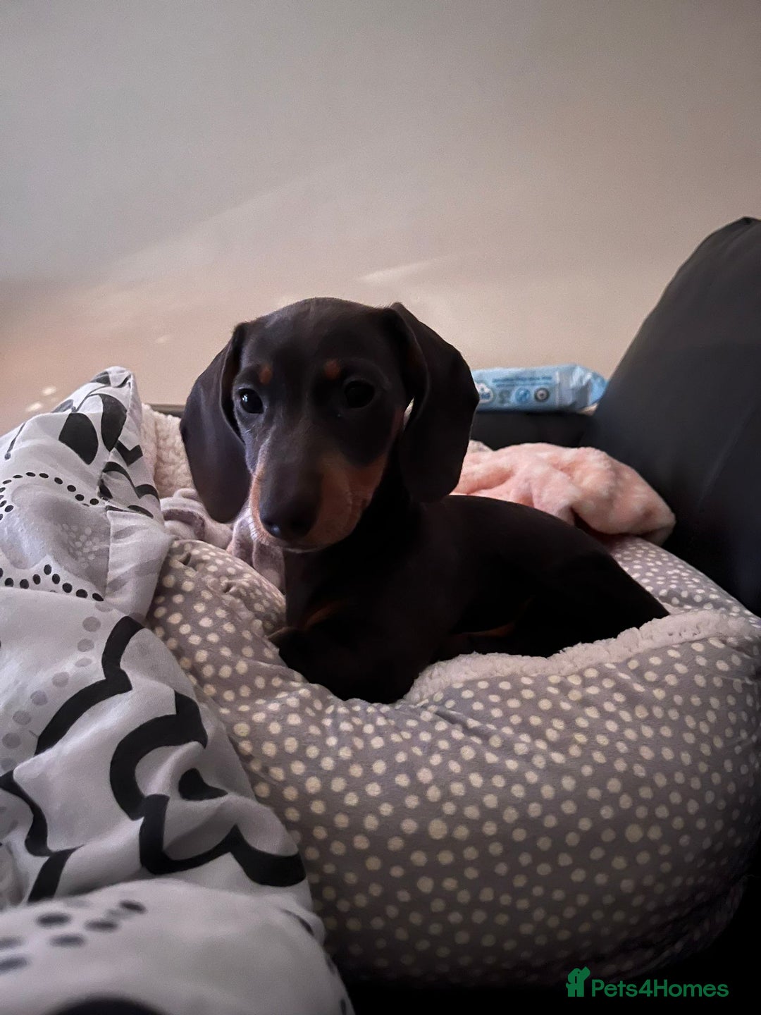 Miniature Dachshund dogs for sale: Miniature dachshund female puppy - Image 2