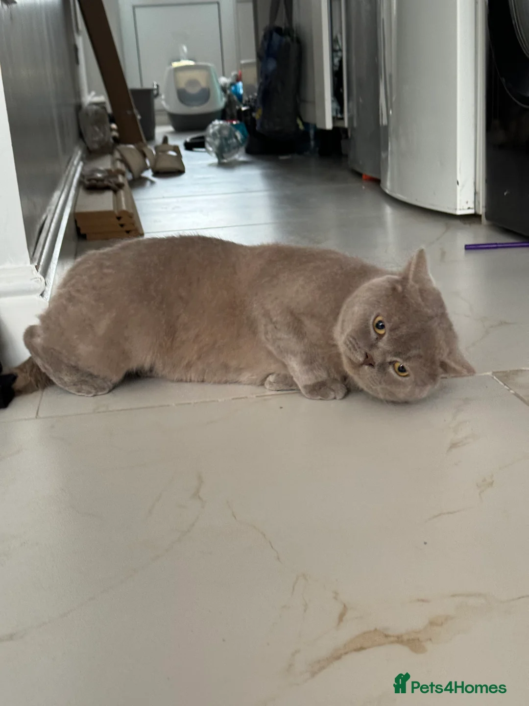 British Shorthair cats for sale: 3 year old british short hair, male - Advert 3