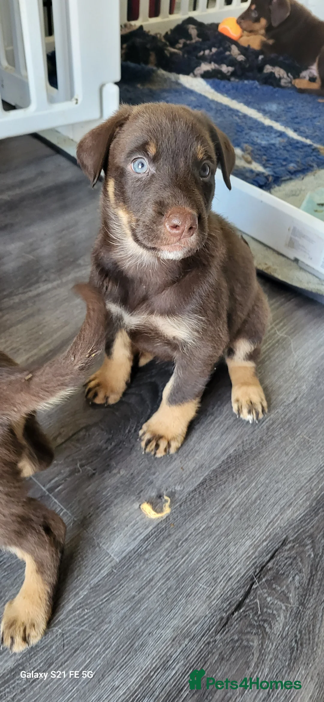 Mixed Breed dogs for sale: Beautiful shepherd x doberman  in Chelmsford - Advert 10