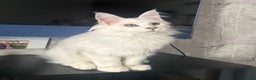 Maine Coon cats for sale: Purebred registered DNA clear Maine Coon Kitten - Advert 4
