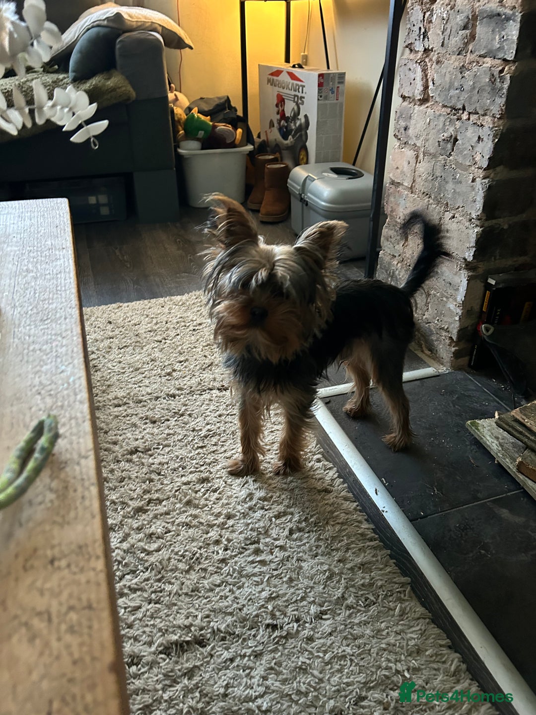 Yorkshire Terrier dogs for sale: 5 Full pedigree Yorkshire terrier pups - Advert 8