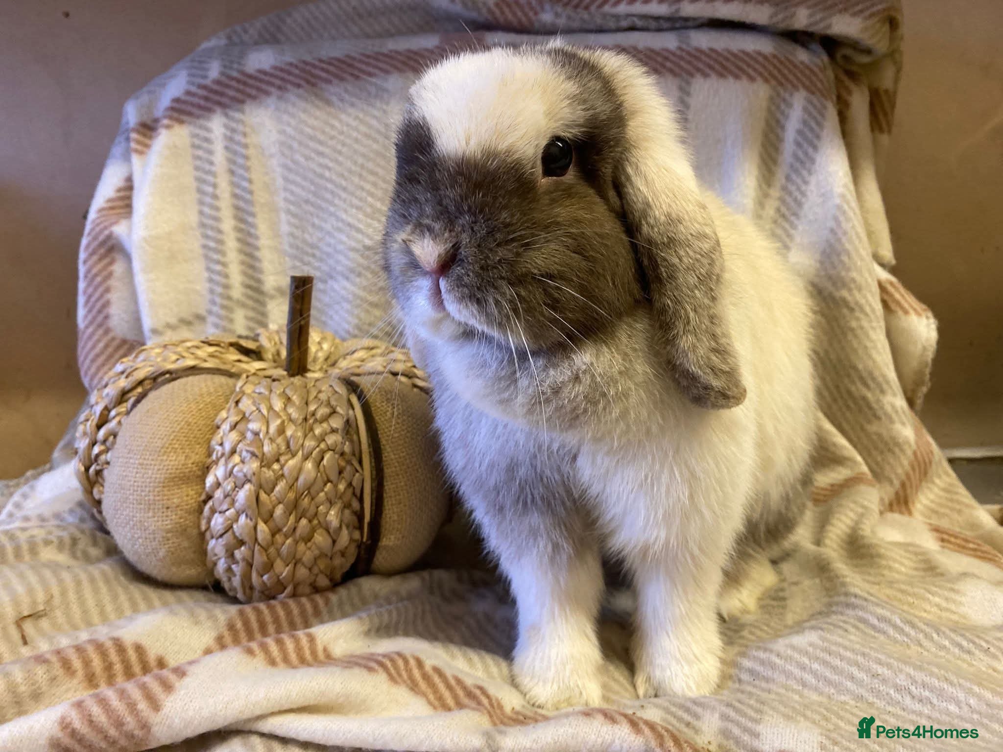 Mini Lop rabbits Mini lop  - Advert 3