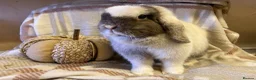 Mini Lop rabbits for sale: Mini lop  - Advert 1