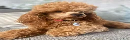 Cavapoo dogs for sale: F1b Cavapoo Puppies!!  - Advert 4
