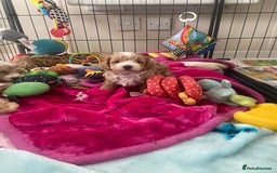 Maltipoo dogs for sale: Beautiful, health tested maltipoos  - Image 7