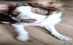Border Collie dogs for sale: Red and white border collie  - Image 1