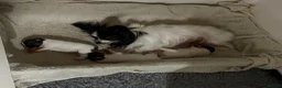 Papillon dogs for sale: KC Registered Male Papillon puppy for sale in Braintree - Advert 18