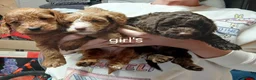 Cockapoo dogs for sale: Cockapoo puppies  in Lowestoft - Advert 3