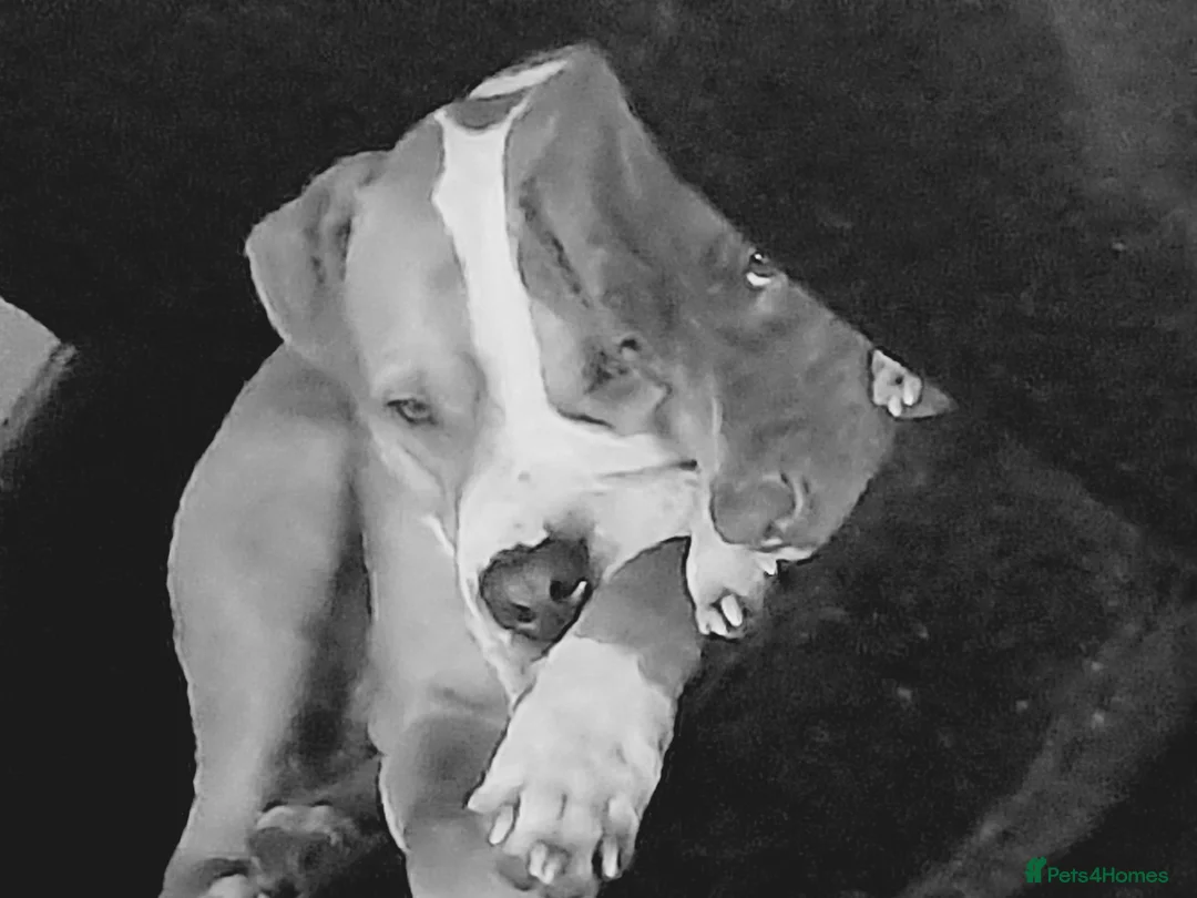 Alapaha Blue Blood Bulldog dogs for sale: Beautiful alpha blue bulldog puppies  in Huddersfield - Advert 2