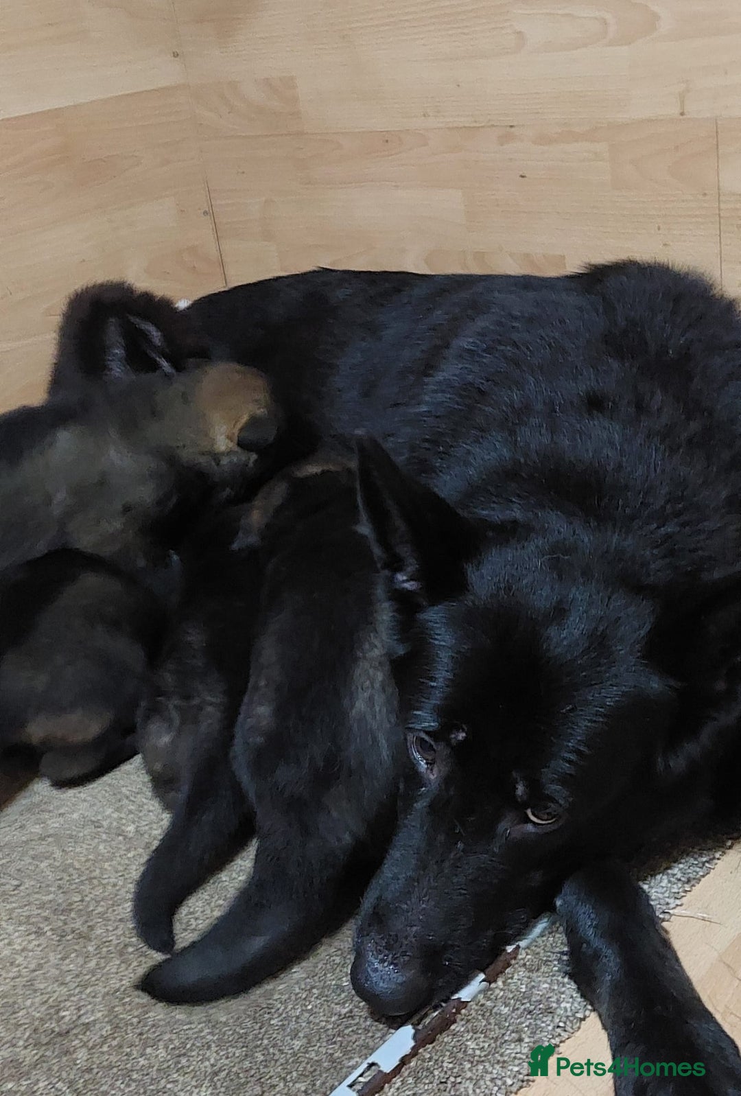 German Shepherd dogs for sale: Beautiful KC Registered Gsd Puppy Ready now😍😍 - Advert 8