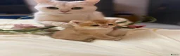 British Shorthair cats for sale: Beautiful British Shorthair Kittens  - Advert 18