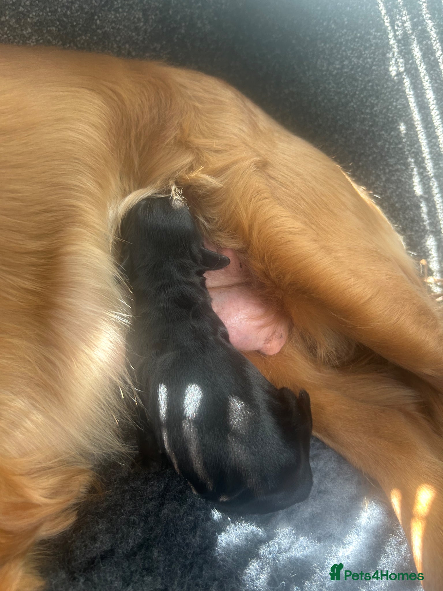 Cocker Spaniel dogs for sale: Beautiful Female Cocker Spaniel 7 week old  Puppy - Advert 3