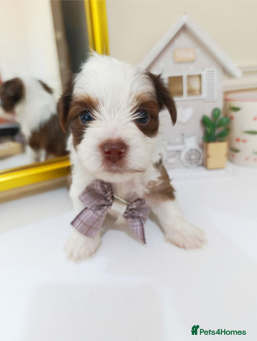 Biewer Terrier dogs 🐕Yorkshire terrier- Luxury Colors🤍🧡🖤🤎 - Advert 1