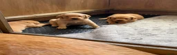Labrador Retriever dogs for sale: Beautiful Red Fox Labrador Retriever Puppies - Advert 12