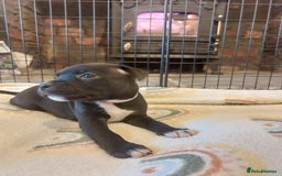 Staffordshire Bull Terrier dogs for sale: *2 left* Stunning Chunky KC Staffy Pups - Image 17