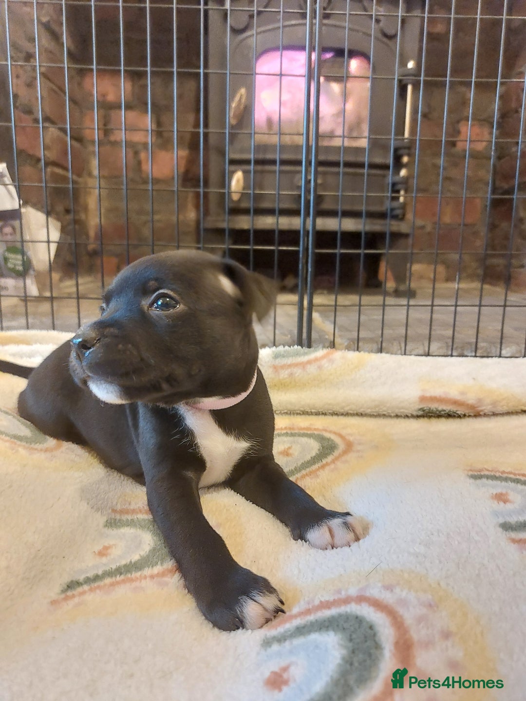 Staffordshire Bull Terrier dogs for sale: *2 left* Stunning Chunky KC Staffy Pups - Image 17