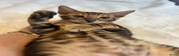 Bengal cats for sale: Champion bloodline Bengal kittens - Advert 21