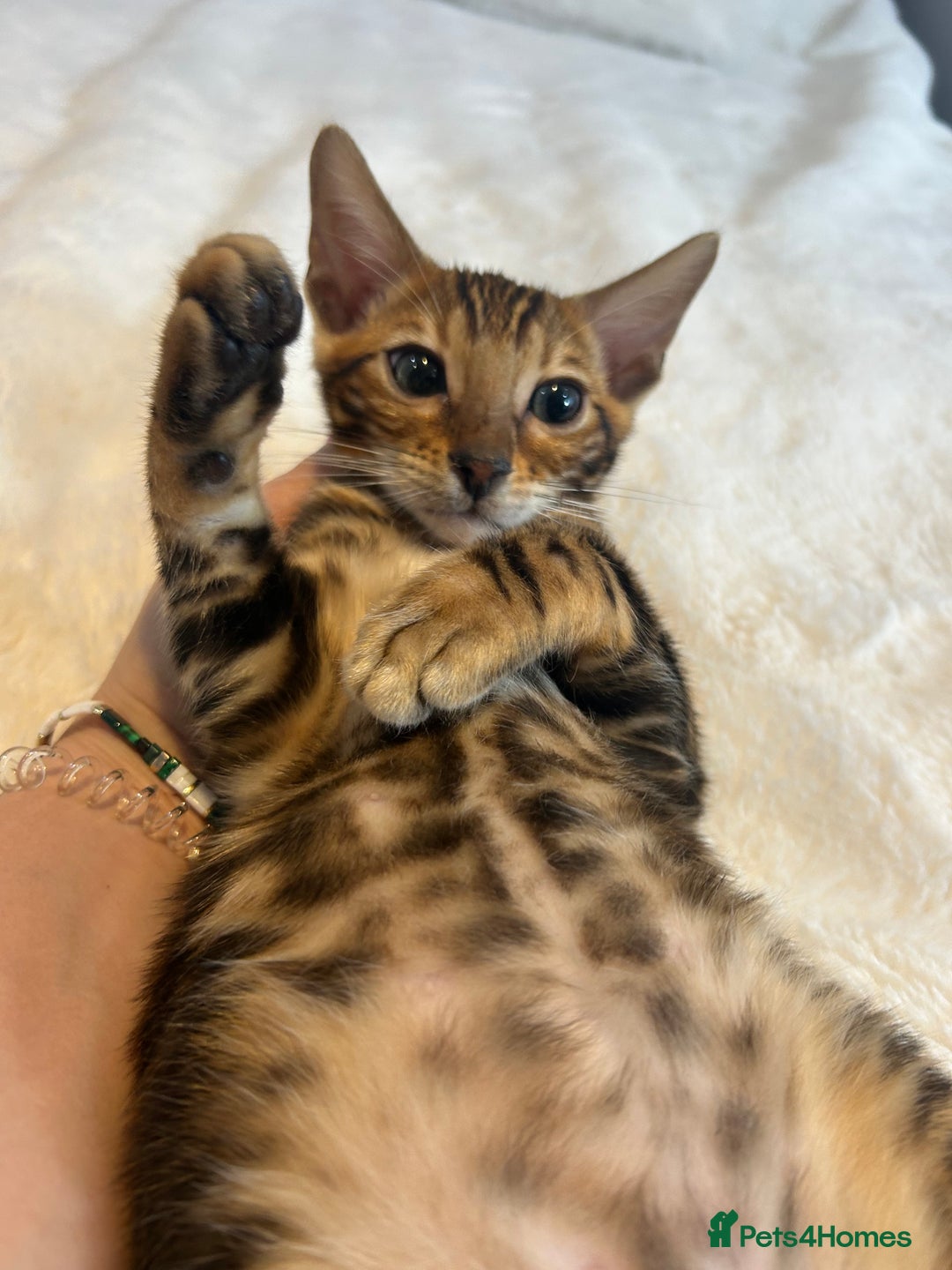 Bengal cats for sale: Champion bloodline Bengal kittens - Advert 21