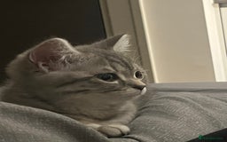 Scottish Fold cats for sale: Playful 1 Year Old Half Scottish Fold × Persian - Image 5