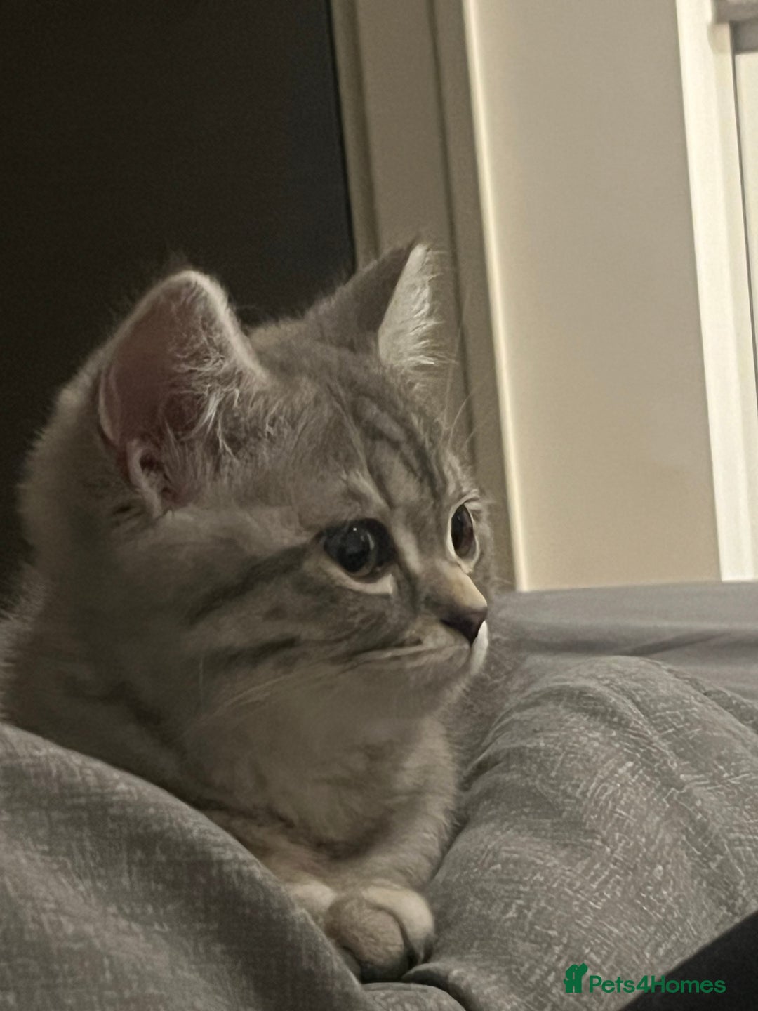 Scottish Fold cats for sale: Playful 1 Year Old Half Scottish Fold × Persian - Image 5