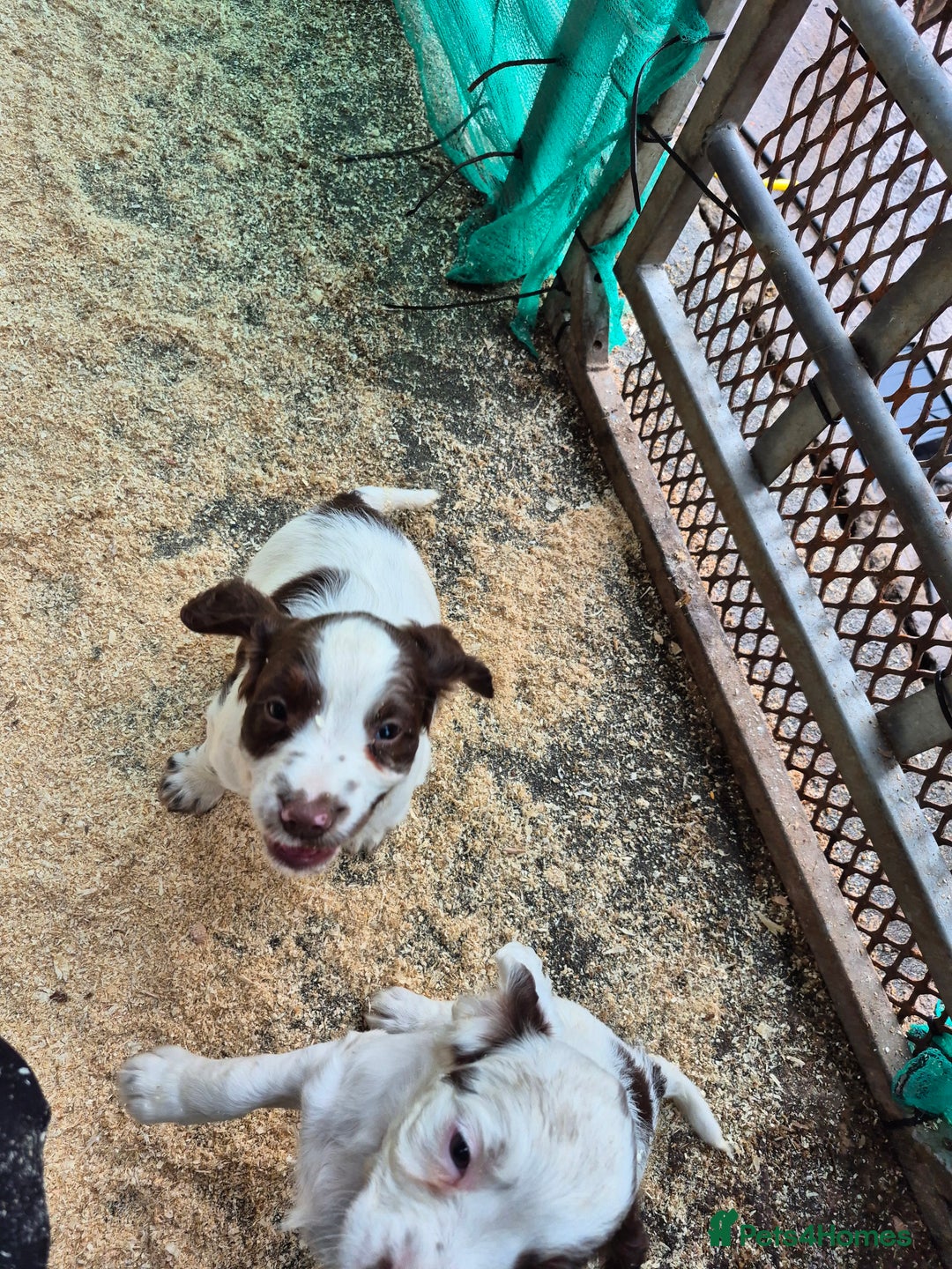 Mixed Breed dogs for sale: Springer spaniel puppies  - Image 14