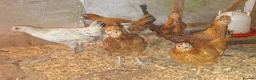 Chickens poultry for sale: Silkie cross young pullets  - Advert 2