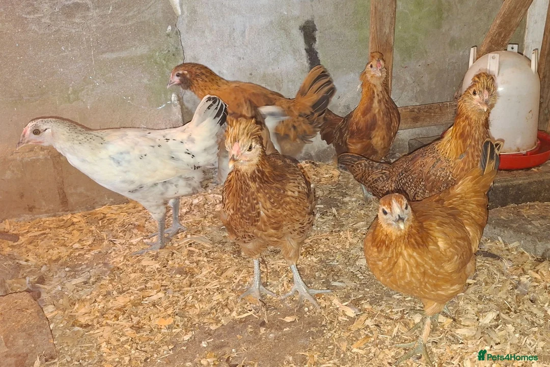 Chickens poultry for sale: Silkie cross young pullets  - Advert 2