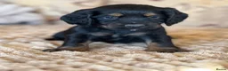 Cocker Spaniel dogs for sale: **MERLE** cocker spaniel puppies READY TO GO!!  - Advert 26