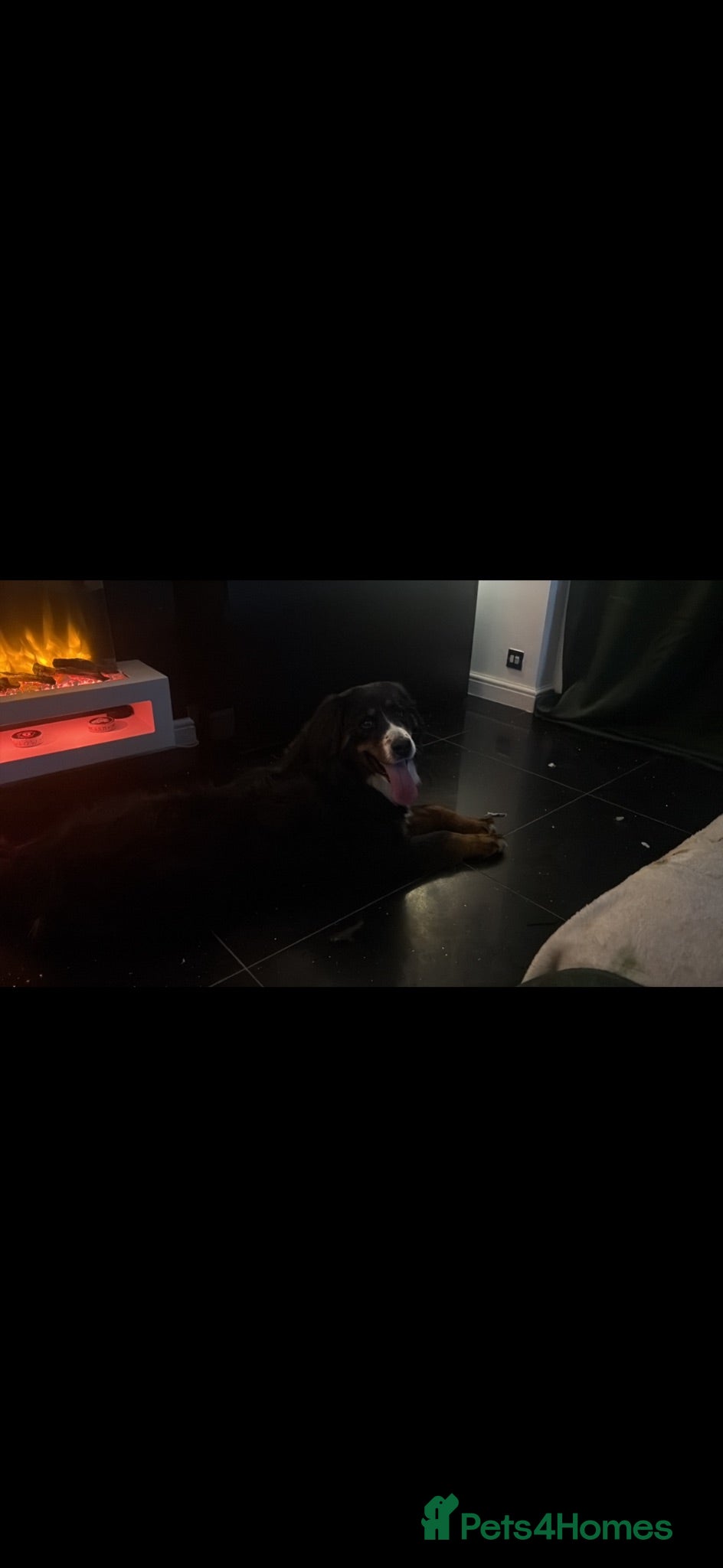 Bernese Mountain Dog dogs Bernese female gorgeous girl  - Advert 2