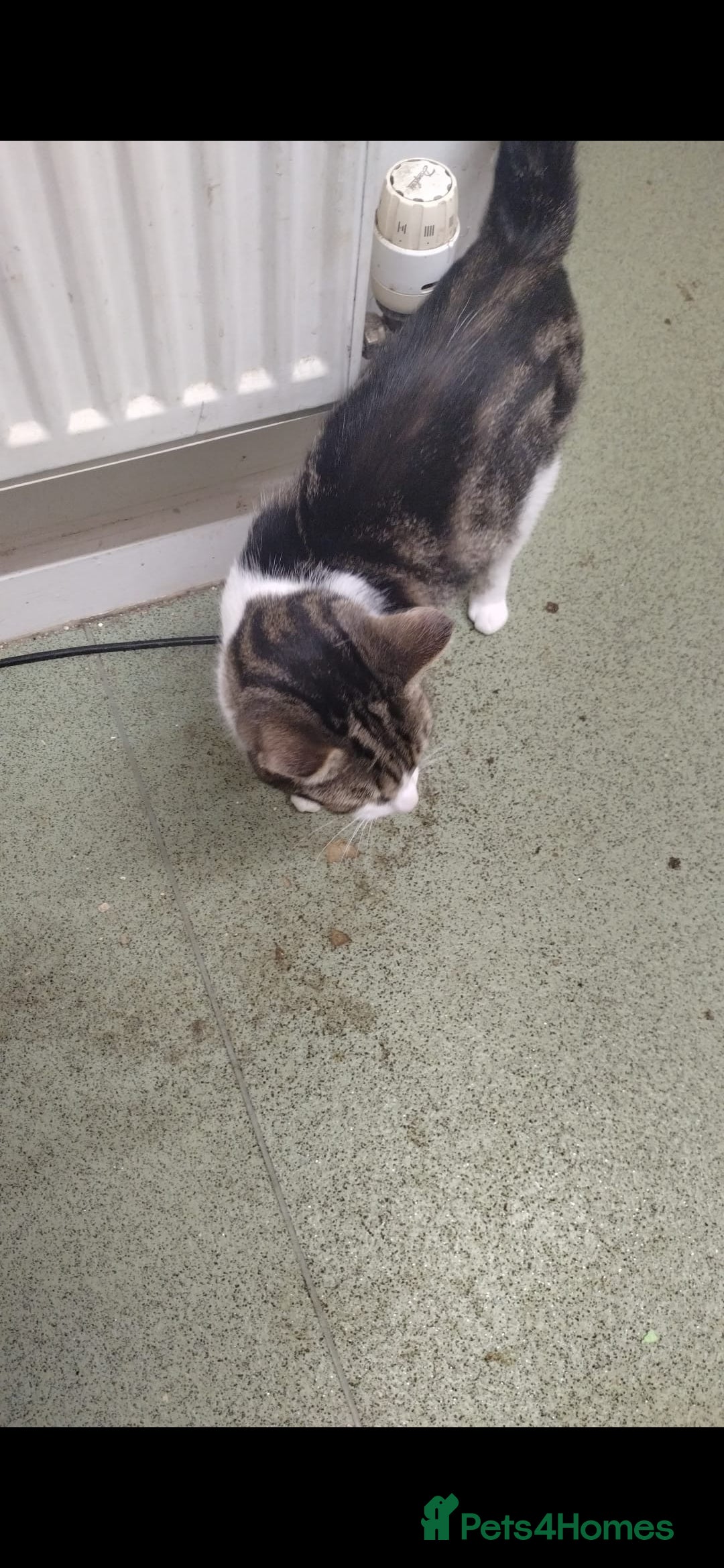 Mixed Breed cats for sale: Piper + Milly - Image 4