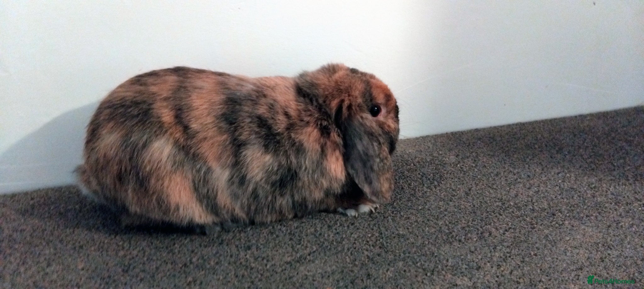 Mini Lop rabbits 1x beautiful male mini lop - Advert 2