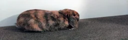 Mini Lop rabbits for sale: 1x beautiful male mini lop - Advert 1