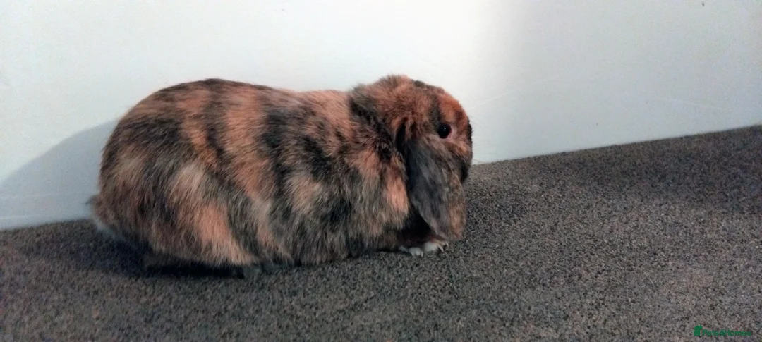 Mini Lop rabbits for sale: 1x beautiful male mini lop - Advert 1