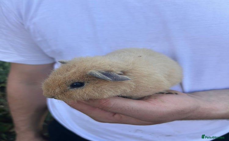 Guinea Pig rodents in Gloucester - Advert 7