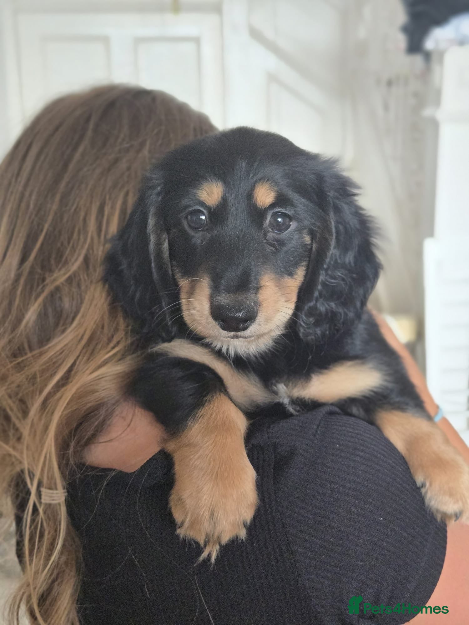 Miniature Dachshund dogs Long haired miniature dachshund puppy’s  - Advert 1