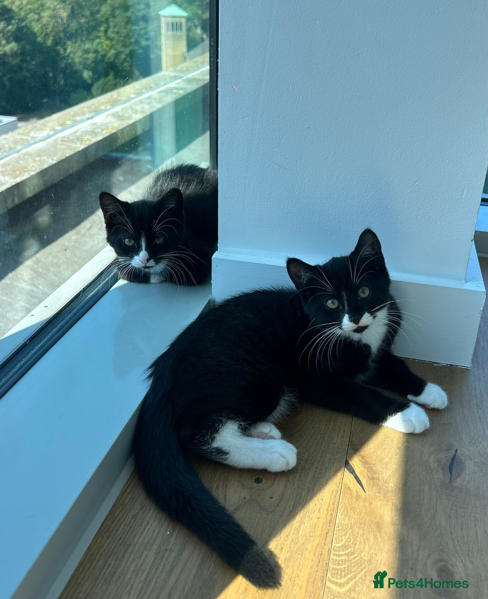 Mixed Breed cats 2x kittens for sale - Advert 5