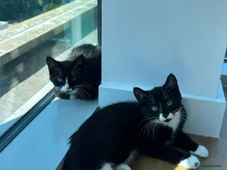 Mixed Breed cats 2x kittens for sale - Advert 5