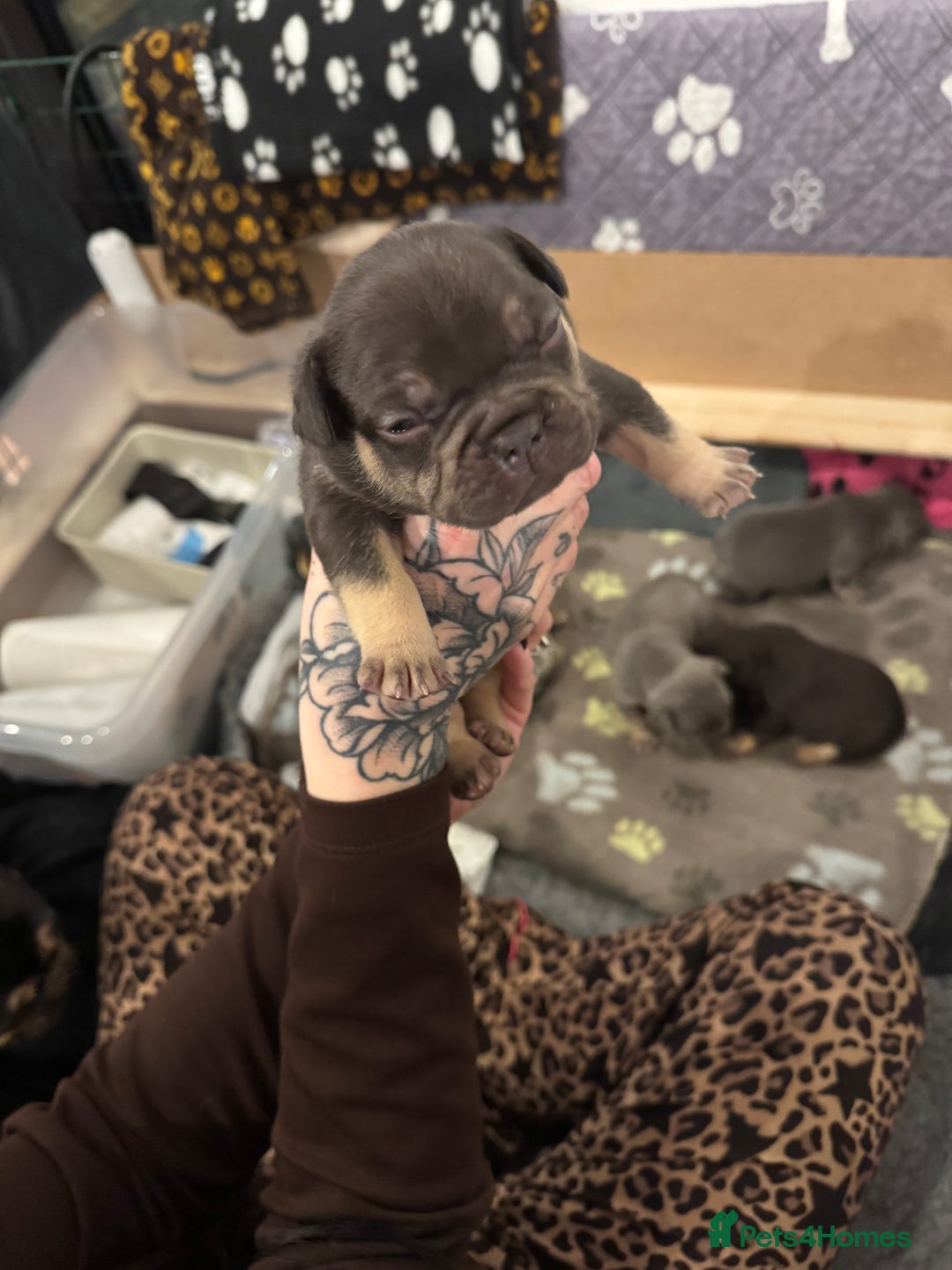 French Bulldog dogs for sale: French bulldog puppies for sale  - Advert 7