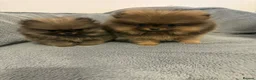 Pomeranian dogs for sale:   Pomeranian puppy  - Advert 2