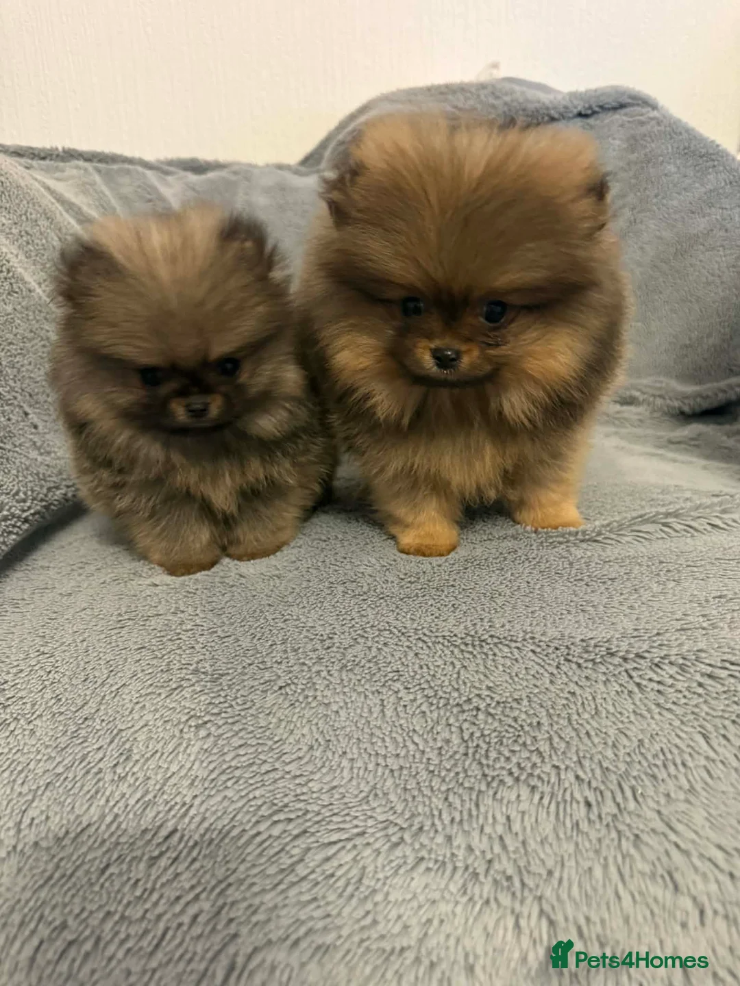 Pomeranian dogs for sale:   Pomeranian puppy  - Advert 2