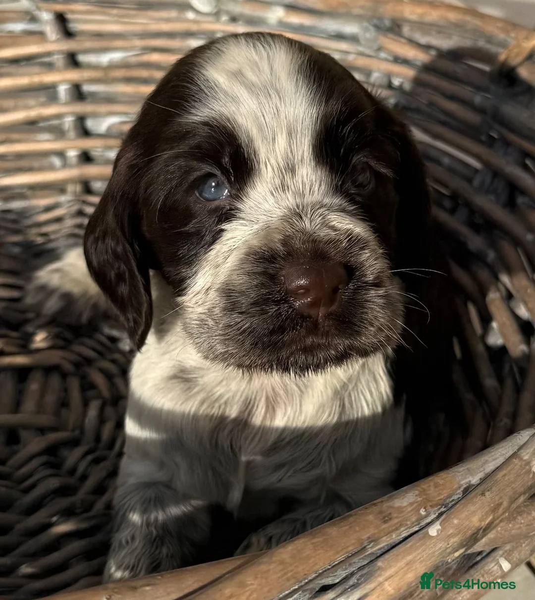 Cocker Spaniel dogs for sale: Cocker spaniel puppies  in Godalming - Advert 2
