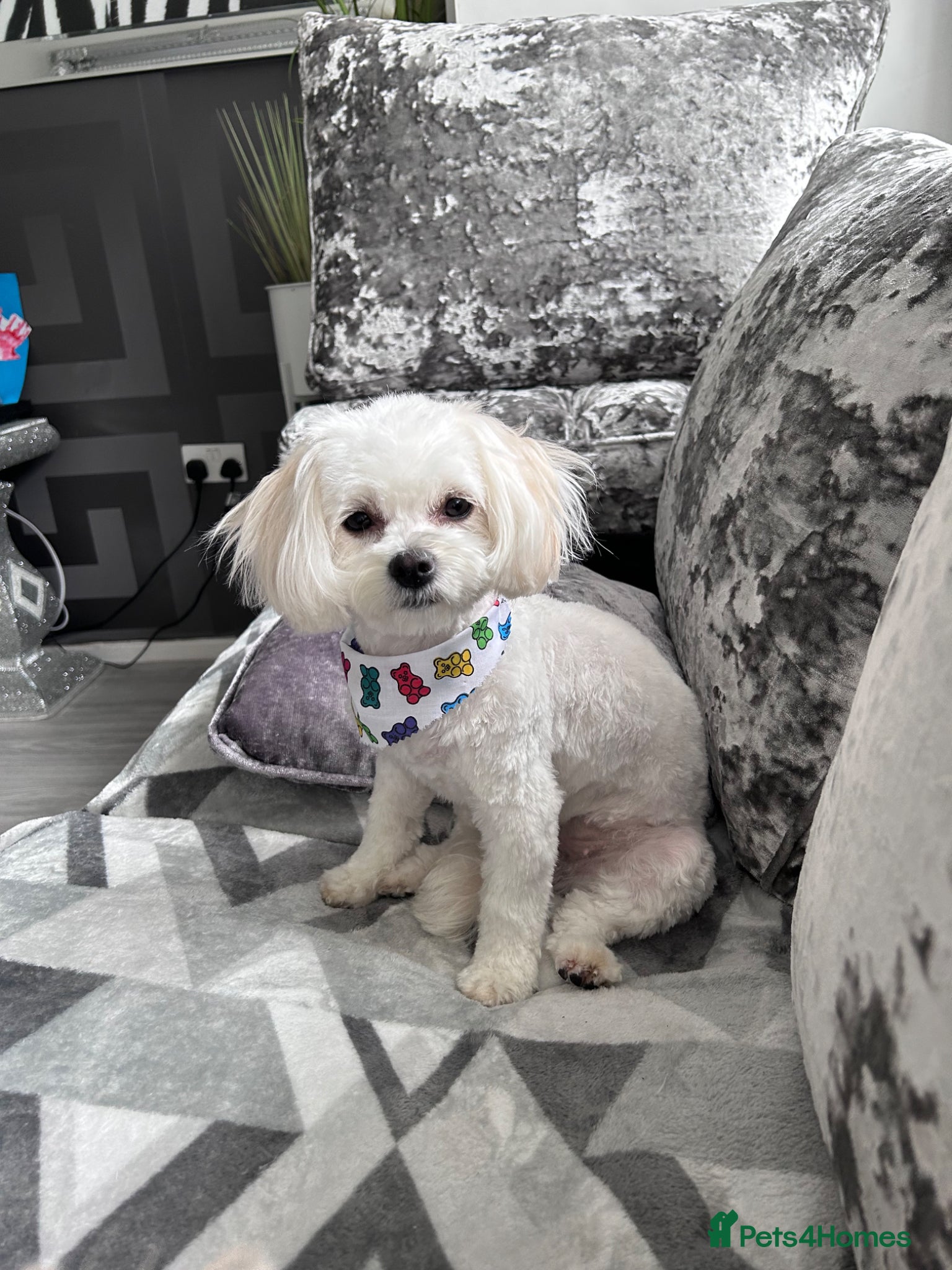 Maltese dogs Malitachon X Korean miniature Maltese ❤️ - Advert 6