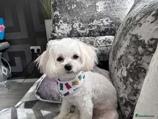 Maltese dogs Malitachon X Korean miniature Maltese ❤️ - Advert 1