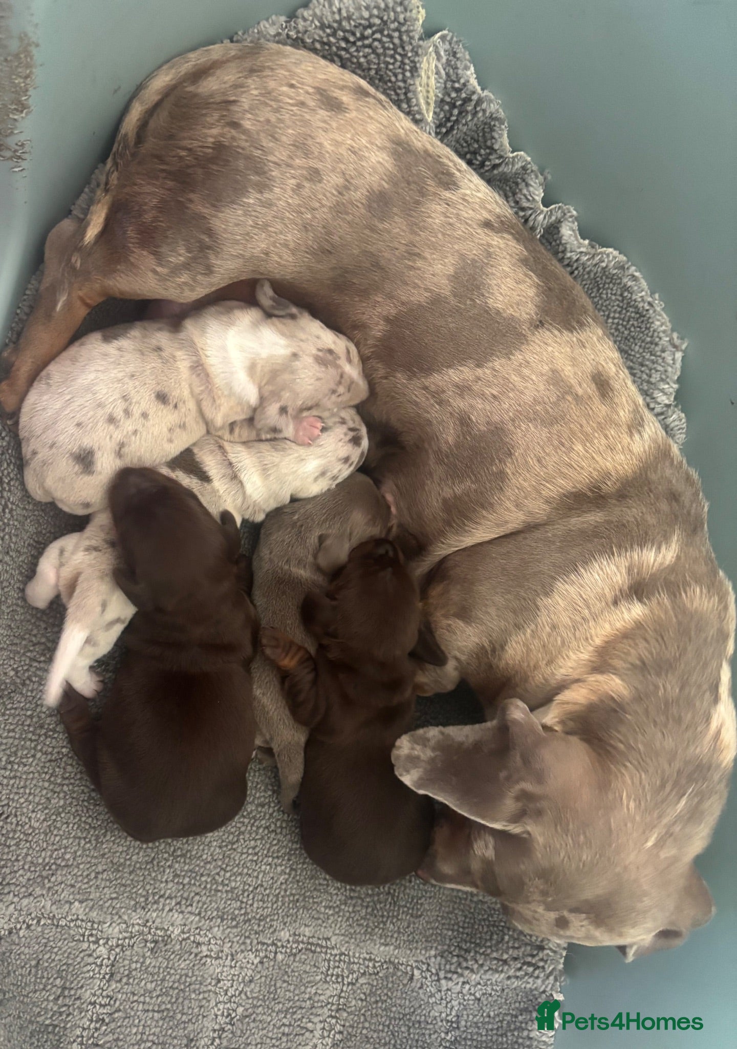 Miniature Dachshund dogs KC REGISTERED MINIATURE DACHSHUND PUPPYS - Advert 2