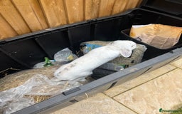 English rabbits for sale: White male rabbit  - Image 3